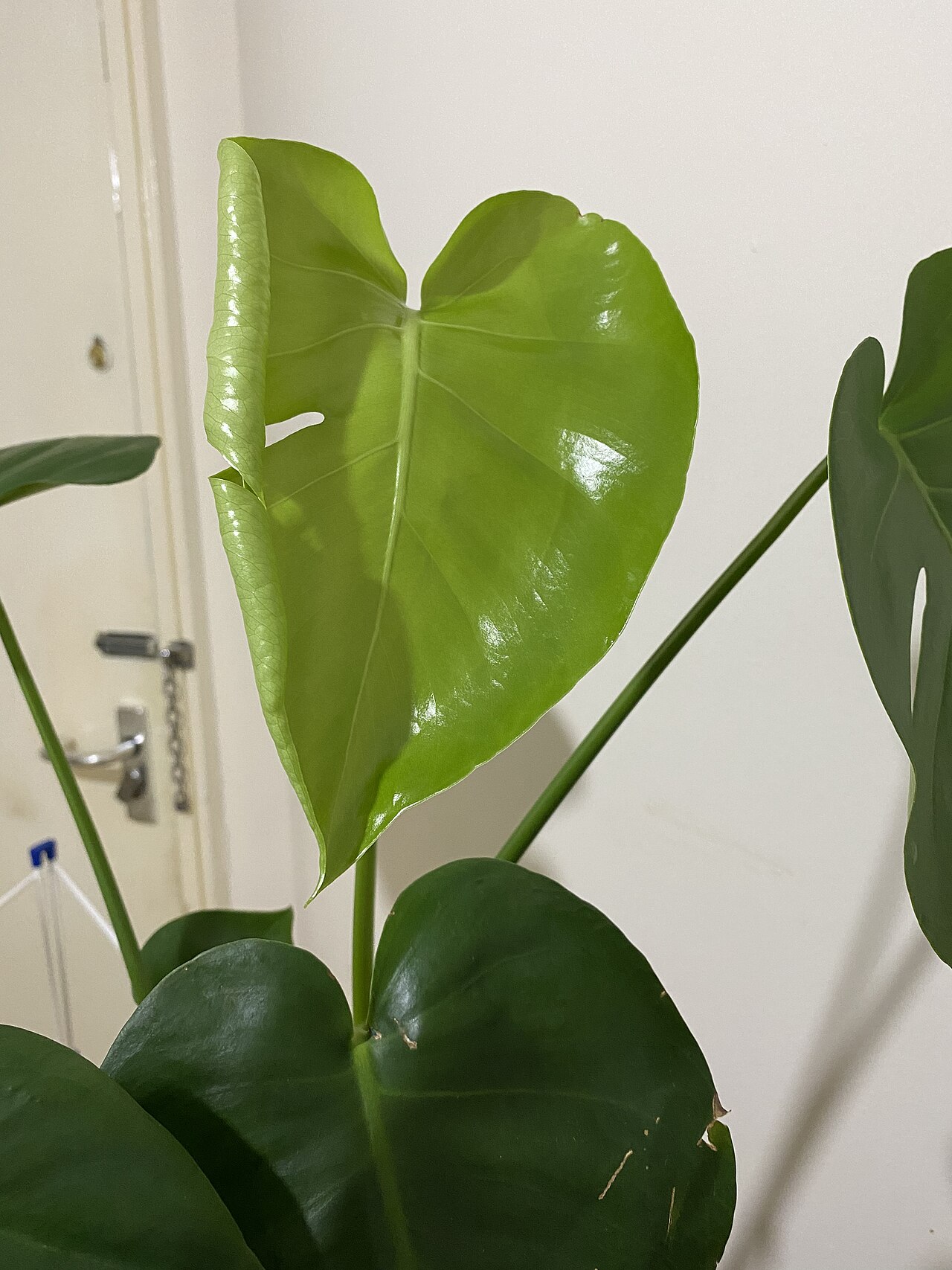 Cuándo y cómo abonar las plantas de interior