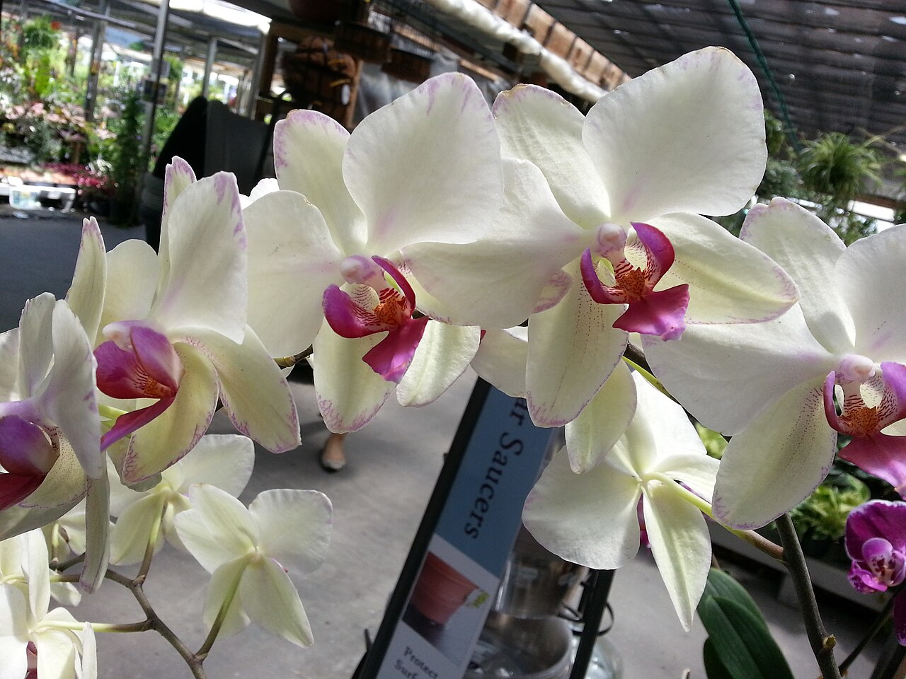 Orquídea Phalaenopsis: guía completa de cuidados